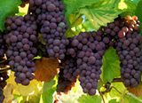 grapes